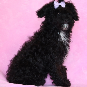 Aussiedoodle Puppy Cocoa
