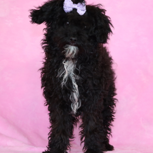 Aussiedoodle Puppy Cocoa