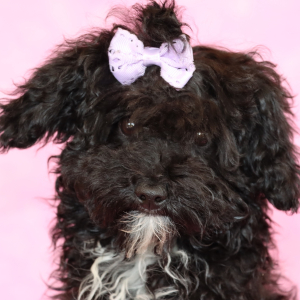 Aussiedoodle Puppy Cocoa