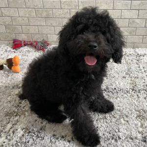 Poodle Puppy Hunterr