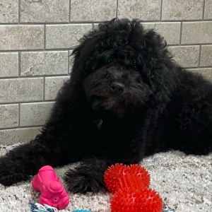 Poodle Puppy Hunterr