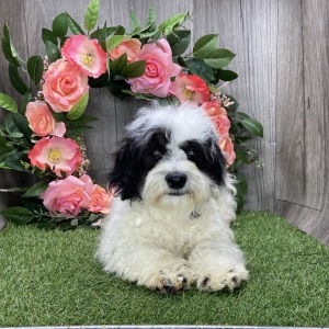 Shichon Puppy Maverick