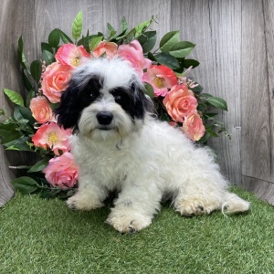 Shichon Puppy Maverick