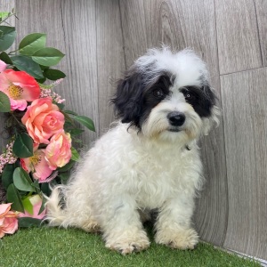 Shichon Puppy Maverick