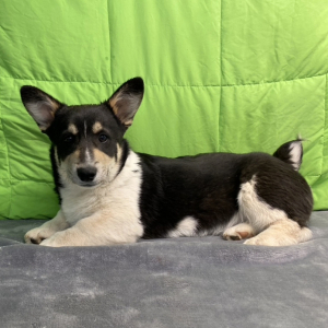 Pembroke Welsh Corgi Puppy Jack