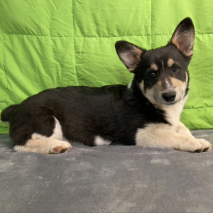 Pembroke Welsh Corgi Puppy Jack