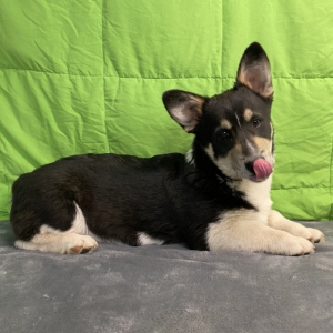 Pembroke Welsh Corgi Puppy Jack