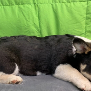 Pembroke Welsh Corgi Puppy Jack