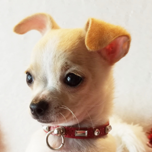 Chihuahua Puppy Noah
