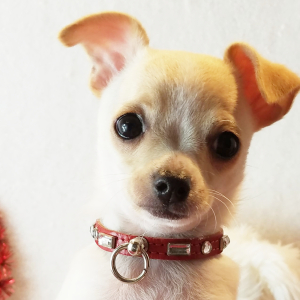 Chihuahua Puppy Noah