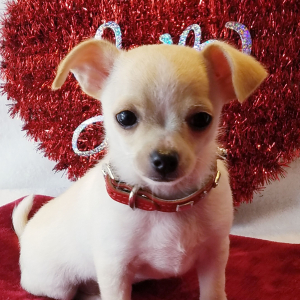Chihuahua Puppy Noah