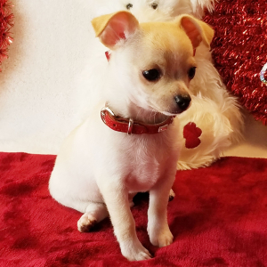 Chihuahua Puppy Noah