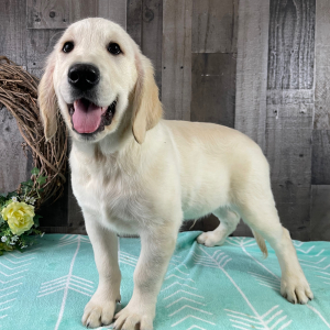 Golden Retriever Puppy Ray