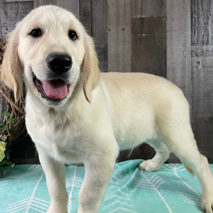 Golden Retriever Puppy Ray