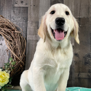 Golden Retriever Puppy Ray