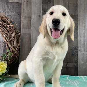 Golden Retriever Puppy Ray