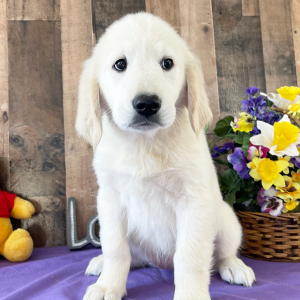 Golden Retriever Puppy Dilly