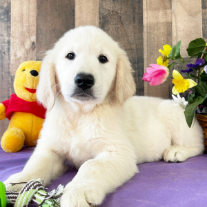 Golden Retriever Puppy Dilly