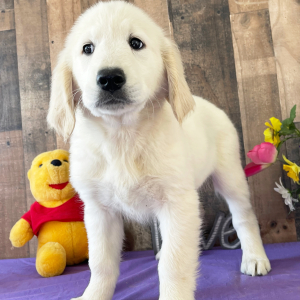 Golden Retriever Puppy Dilly