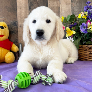 Golden Retriever Puppy Dilly