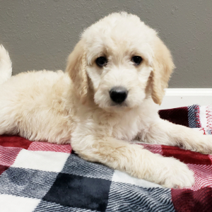 Labradoodle Puppy Amber