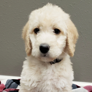 Labradoodle Puppy Amber