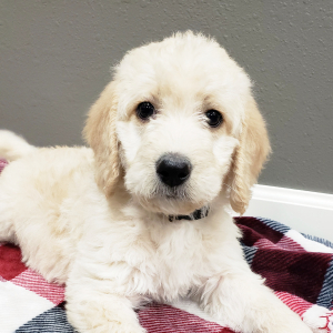 Labradoodle Puppy Amber