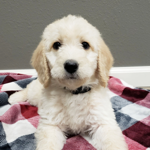 Labradoodle Puppy Amber