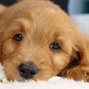 Goldendoodle Puppy Gemma