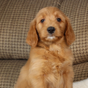 Goldendoodle Puppy Gemma