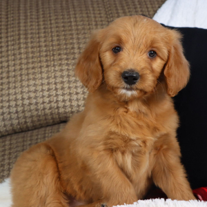 Goldendoodle Puppy Gemma