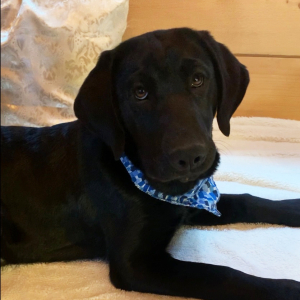 Labrador Retriever Puppy Pearl