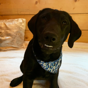 Labrador Retriever Puppy Pearl