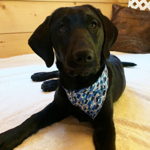 Labrador Retriever Puppy Pearl