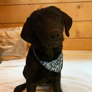 Labrador Retriever Puppy Pearl