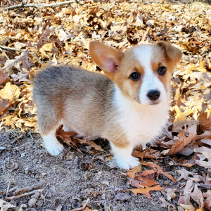 Pembroke Welsh Corgi Puppy Marcy