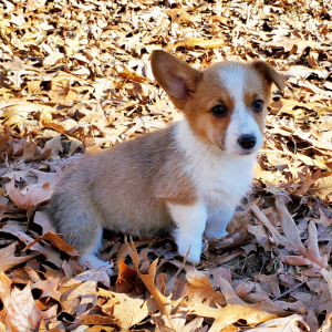 Pembroke Welsh Corgi Puppy Marcy