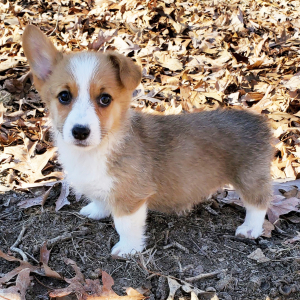 Pembroke Welsh Corgi Puppy Marcy
