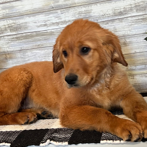 Golden Retriever Puppy Heidi