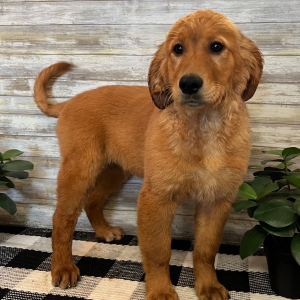 Golden Retriever Puppy Heidi