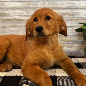 Golden Retriever Puppy Heidi