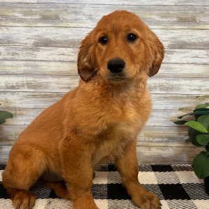 Golden Retriever Puppy Heidi