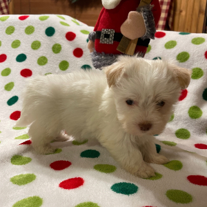 Havanese Puppy Hunter
