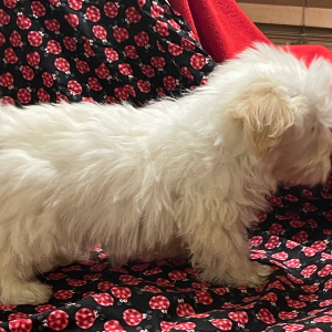 Havanese Puppy Hunter