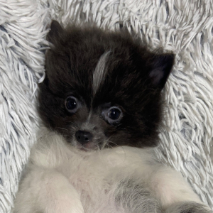 Pomeranian Puppy Ozzie