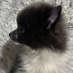 Pomeranian Puppy Ozzie