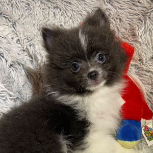 Pomeranian Puppy Ozzie
