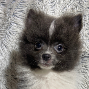 Pomeranian Puppy Ozzie