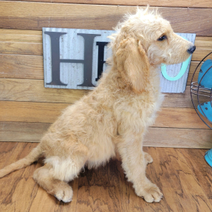 Labradoodle Puppy Ginger