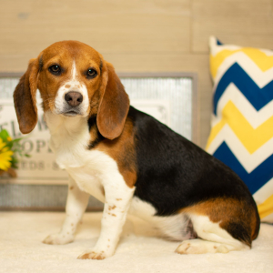 Beagle Puppy Lulu